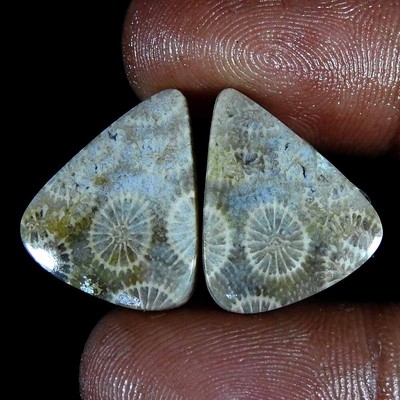 Natural Fossil Coral Pear Pair Cabochon Rare Gemstone 20.00 Ct 18x15x4 mm