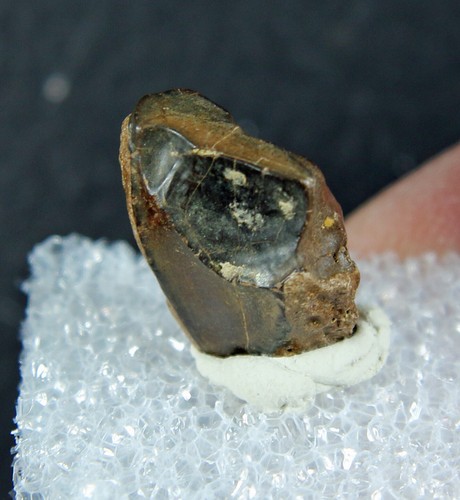 Triceratops horridus Tooth- Montana - Picture 4 of 6