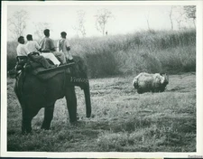 1967 Photo Visitors See One-Horned Indian Rhinoceros In Assam State Animals 7X9