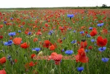 PHOTO  MEADOW FULL OF POPPIES AND CORNFLOWERS A COLOURFUL SCENE BY THE LANE TO H