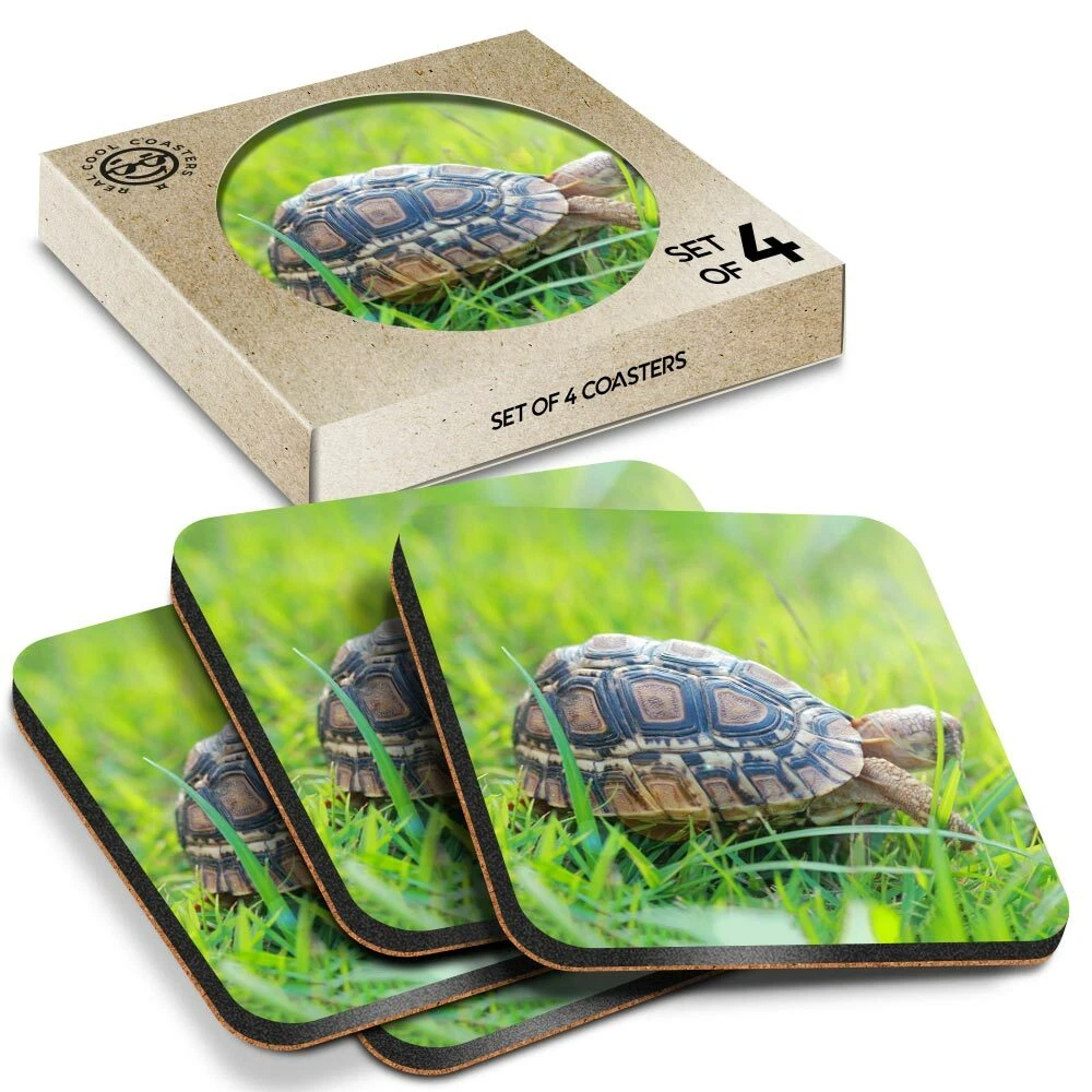 Tiny tortoise on sale pet