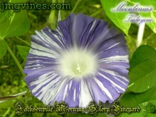 Moonbeams / Tsukiyono Japanese Morning Glory 6 Qty