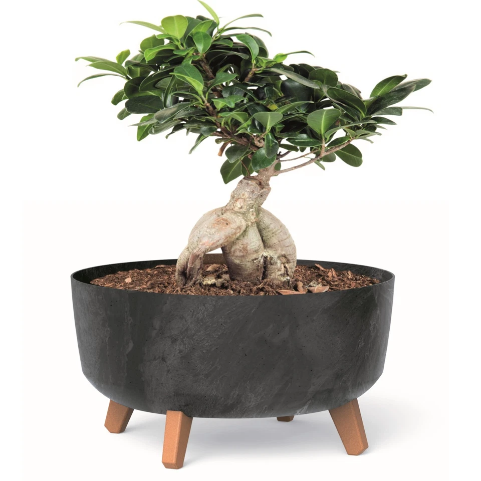 Bonsai Schale Baum Mini Garten Blumentopf an den Füßen Pflanzkübel mit Einsatz - Bild 4 von 4