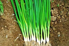 501 JAPANESE Evergreen Bunching GREEN ONION Seeds Welsh Nebuka He Shi Ko 70 Day