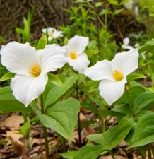 5 Trillium Bulbs, White Trillium Flower Bulbs, Trillium Bulb for Fall Planting