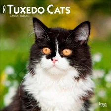 Tuxedo Cats | 2026 12x24" (Hanging) Monthly Square Wall Calendar | Plastic-Free