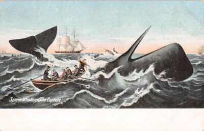 WHALING CREW CAPTURES LARGE SPERM WHALE, LEIGHTON PUB ~ 1910s