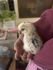 Silkie Fertilized Eggs 4 Pack