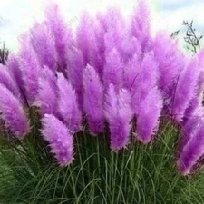 200 Purple Pampas Grass Seeds Perennial Flowering Ornimental Grass