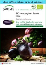 SAFLAX Kit cadeau - BIO - Aubergine - Beauté noire - 25 graines - Solanum