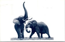 Postcard African Elephants Stanley Field Chicago Natural History Museum Ill D21
