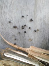 Organic Heirloom Okra seed Red Burgundy