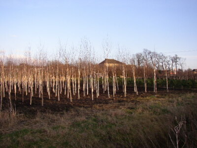 Photo 6x4 Tree Nursery at Three Nuns, Mirfield, Yorkshire This is in the  c2006