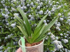 Paphiopedilum esquirolei alba orchid plant , NFS