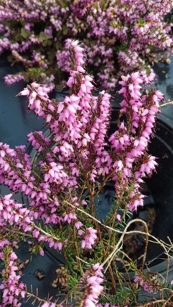 Bruyère d'hiver rose Erica darleyensis Furzey en conteneur de 3,5L
