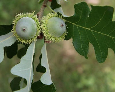 Quercus macrocarpa