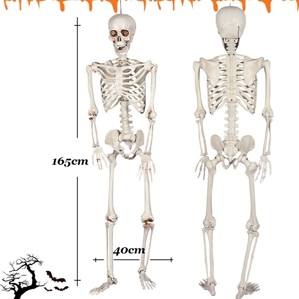 Huesos esqueleto de Halloween de 5,4 pies de cuerpo completo tamaño natural con articulaciones móviles Foto 3 de 4