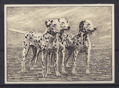 1938 UK Dog Art Full Body Study Photo Etching Ardath Cigarette Card DALMATIAN VG