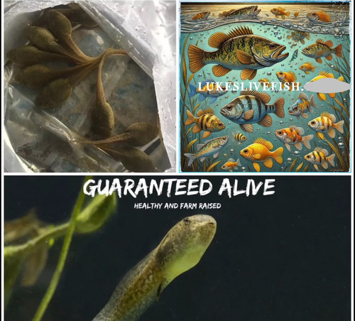 20+ Live Bullfrog Tadpole GUARANTEE ALIVE (FREE Shipping)