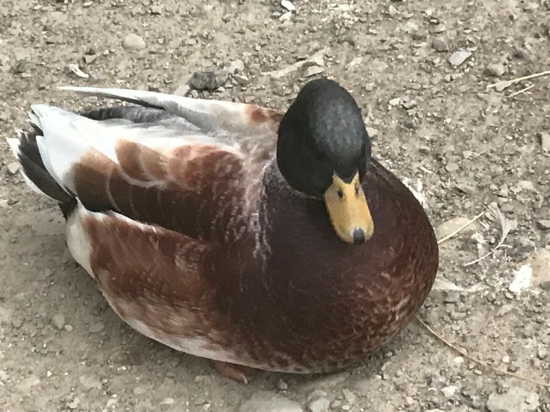 8 call duck eggs,hatching,incubator eggs,  dwarf size ducks