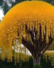 Golden Shower Tree Seeds for Planting (30 Seeds) -Stunning Weeping Yellow Blooms