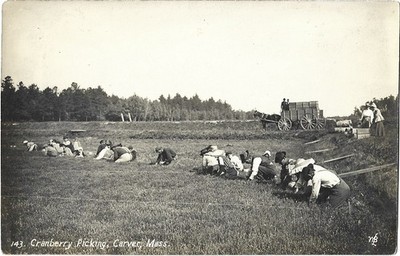 Carver MA -- Workers, large farm wagon, cranberry picking; nice 1910s RPPC