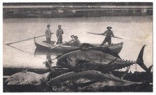 Canada Quebec Gaspe Mackerel Sharks Vintage Postcard