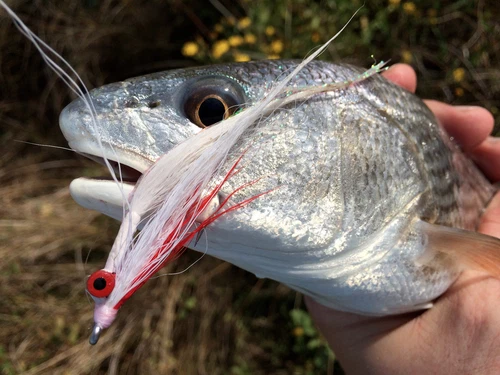 Fly Fishing Flies (Redfish, Trout, Flounder, Bass) Clouser Minnow Red White (x6)
