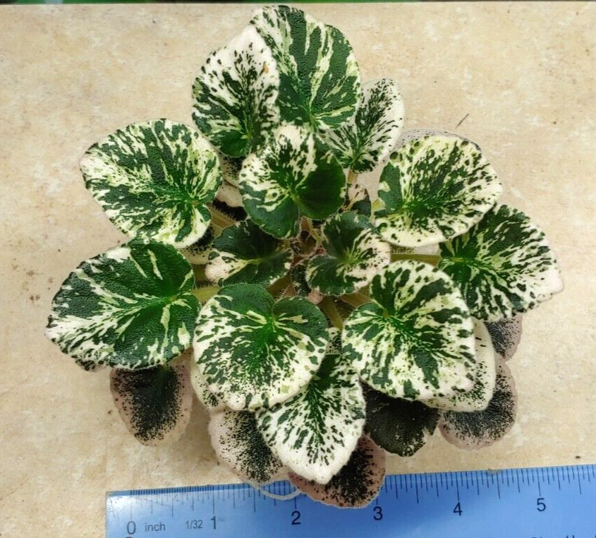 African Violet Plant Cajun's Lil Love variegated semi Actual Plant eBay