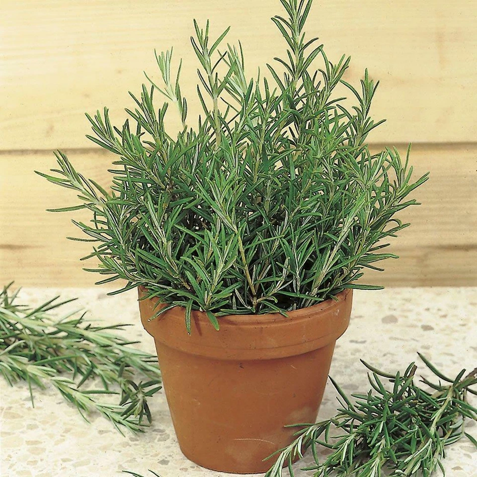 THIS WEEK'S OFFER 1 Hardy Fragrant Aromatic Rosemary in 12cm Pot Indoor Outdoor Tree Plant Herb