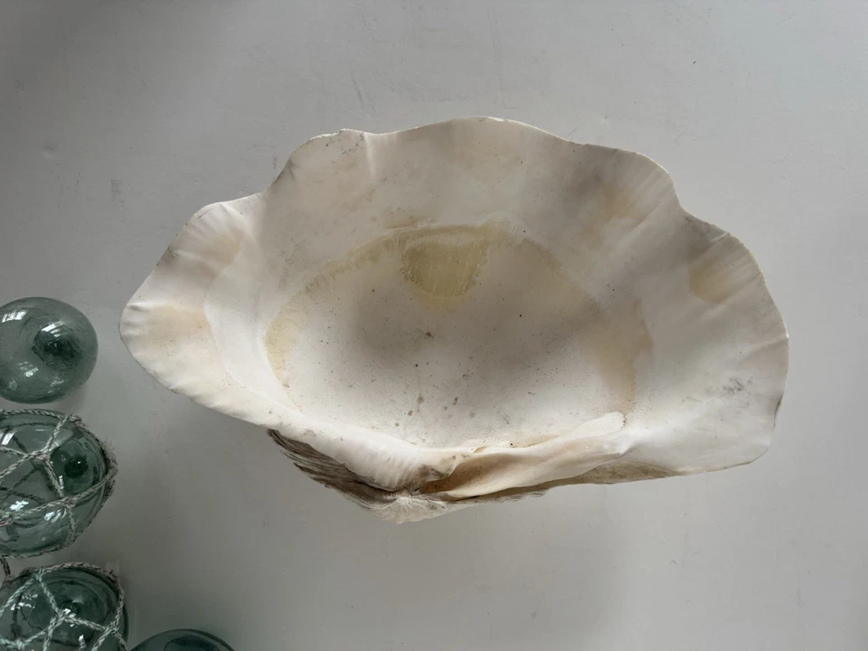 Large Clam Shell Tridacna Gigas Beautiful Specimen - Image 4 of 4