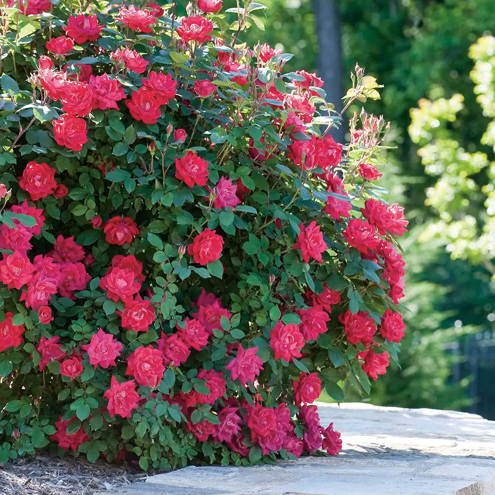 Knock Out Rose Bush Double 1Gal Red Bloom Flowers Shrub Plant Disease