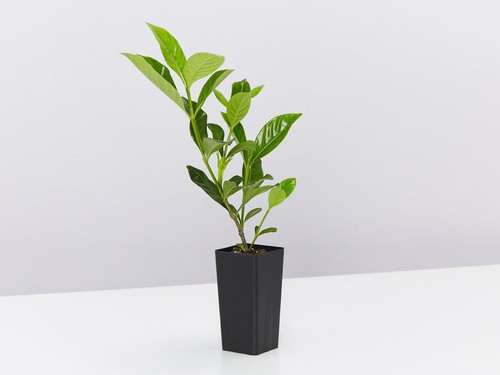 Gardenia augusta Florida - Picture 4 of 6