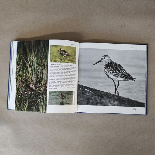 Birds of Iceland by Hjálmar R. Bárðarson – Photos, Nature, Wildlife, 1986 - Picture 14 of 21