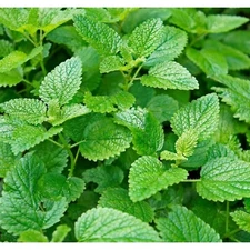 1000pcs Mint Seeds for Planting – Non-GMO Heirloom Herb Seeds Herbal Tea Gardens
