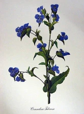 Original Old Vintage Print Flowers 1982 Commelina Tuberosa Blue Green Plant