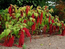 LOVE LIES BLEEDING SEEDS  FULL SUN  CRIMSON TASSELS  50 Count Pkt.