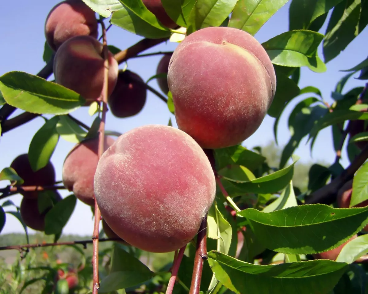 Nemaguard Peach, Prunus persica nemaguard, Seeds (Fast, Hardy ...