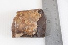 Fossil Pierre Shale Sutured Baculite Ammonite 3.8 oz rough lot Q — photo 8