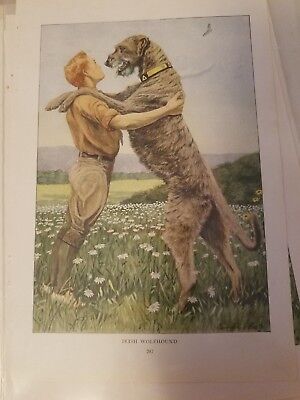 Louis A Fuertes Welsh Irish Smooth Wire Fox Terrier bookplate from 1919 Nat Geo