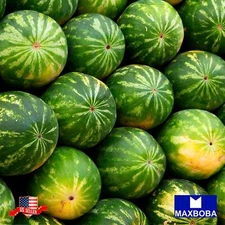Fresh!! Watermelon  Seeds - Crimson Sweet Non-GMO  Heirloom Garden