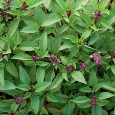 Thai Basil Seeds 300+ Asian Herb Ocimum Basilicum Fragrant USA FREE SHIPPING