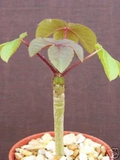 Jatropha gossypiifolia rare succulent plant cacti 4 pot