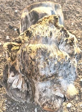 Mesquite Burl, Full Burl, Large, Rare. Desert Dried, Ready To Turn