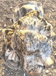 Mesquite Burl, Full Burl, Large, Rare. Desert Dried, Ready To Turn
