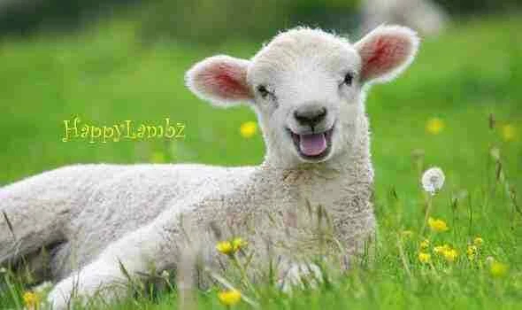 Bearington Baby Collection Cachorro Perro Rosa Satinado Niña Manta de Seguridad Juguete Lovey Foto 4 de 4