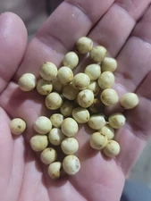 Broadleaf lady palm tree- Rhapis excelsa Palm Tree Seeds - Quantity Of  10