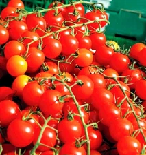 240+ SUPERSWEET 100 LARGE CHERRY TOMATO SEEDS ----- FRESH