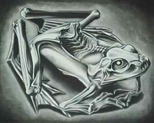 M C Escher A4 Photo mumified frog