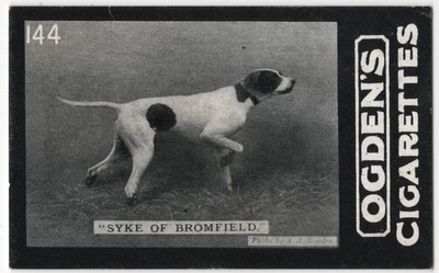 Pointer Dog Tobacco Card Dog Card 1902 Ogdens Tabs Cigarettes Series D #144
